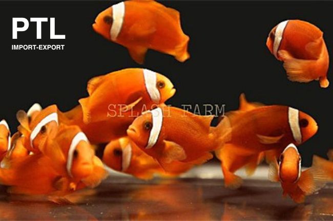 PTLMC82030_AMPHIPRION FRENATUS_PESCI MARINI DI ALLEVAMENTO